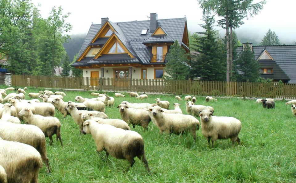 Willa Pod Limbami Zakopane Bagian luar foto